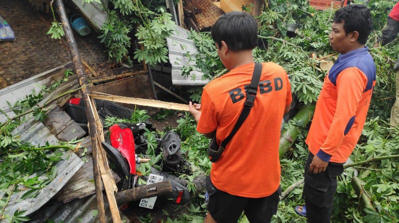 Dua Warga Lombok Utara Tertimpa Pohon Tumbang