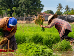 Inflasi NTB Tembus 3,86 Persen, NTP Petani Justru Turun