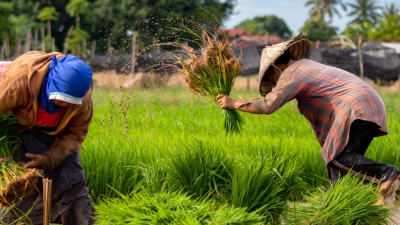 Inflasi NTB Tembus 3,86 Persen, NTP Petani Justru Turun