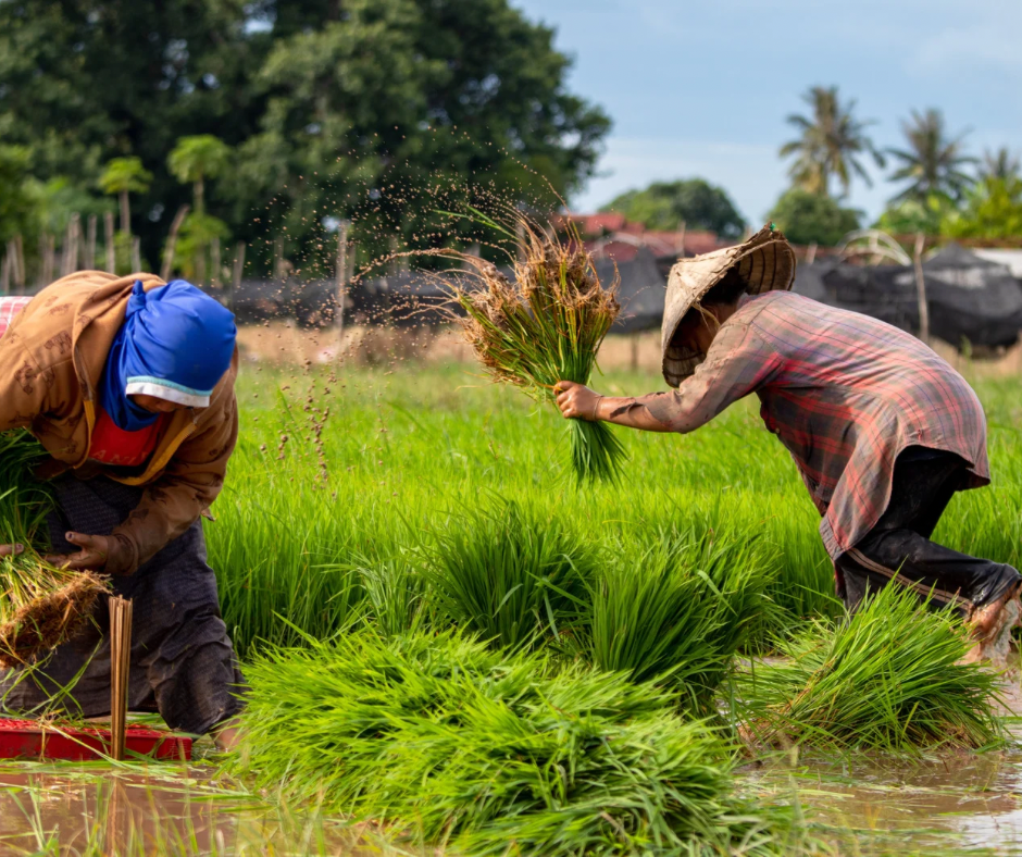 Petani menanam padi (canva)