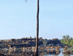 Waste Crisis Persists in Gili Trawangan as West Nusa Tenggara Activates Electric Incinerator