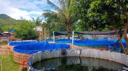 Dari Sampah ke Meja Makan: Inovasi AMMAN Ubah Limbah Jadi Sumber Ekonomi di Sumbawa Barat