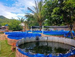 Dari Sampah ke Meja Makan: Inovasi AMMAN Ubah Limbah Jadi Sumber Ekonomi di Sumbawa Barat