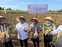 Kolaborasi BAZNAS dan Petani Lokal Hasilkan 400 Ton Jagung di Lombok Timur