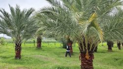 Kebun Kurma Jugil: Surga Tersembunyi di Lombok Utara yang Bikin Kamu Serasa di Timur Tengah