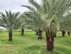 Kebun Kurma Jugil: Surga Tersembunyi di Lombok Utara yang Bikin Kamu Serasa di Timur Tengah