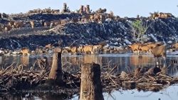 Sampah di Tiga Gili Jadi Sorotan, Lombok Utara Perkuat Kolaborasi Jelang Event Wisata