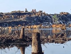 Sampah di Tiga Gili Jadi Sorotan, Lombok Utara Perkuat Kolaborasi Jelang Event Wisata