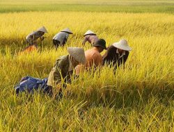 Krisis Petani Muda NTB! Lulusan Pertanian Banyak, Tapi Sawah Tetap Sepi