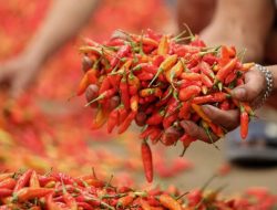 Cabai Turun, Kedelai Naik: Dinamika Harga Pangan NTB