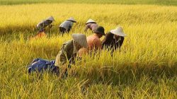 NTB Dorong Produk Petani Lokal Masuk Pasar MBG
