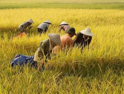 NTB Dorong Produk Petani Lokal Masuk Pasar MBG