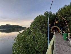 Pesona Mangrove Sekotong Tengah yang Bikin Wisatawan Betah