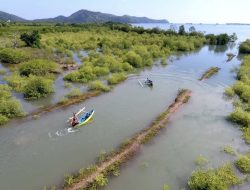 “Hidden Gem Hijau di Sekotong” Pesona Ekowisata Mangrove Bagek Kembar yang Wajib Dikunjungi
