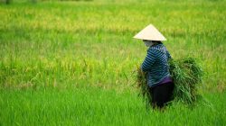 NTP NTB Turun, Daya Beli Petani 