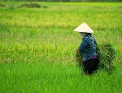 NTP NTB dan Daya Beli Petani Pada Turun
