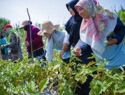 Di Desa Ini, Para Perempuan dan Petani Milenial Gerakkan Pertanian Organik
